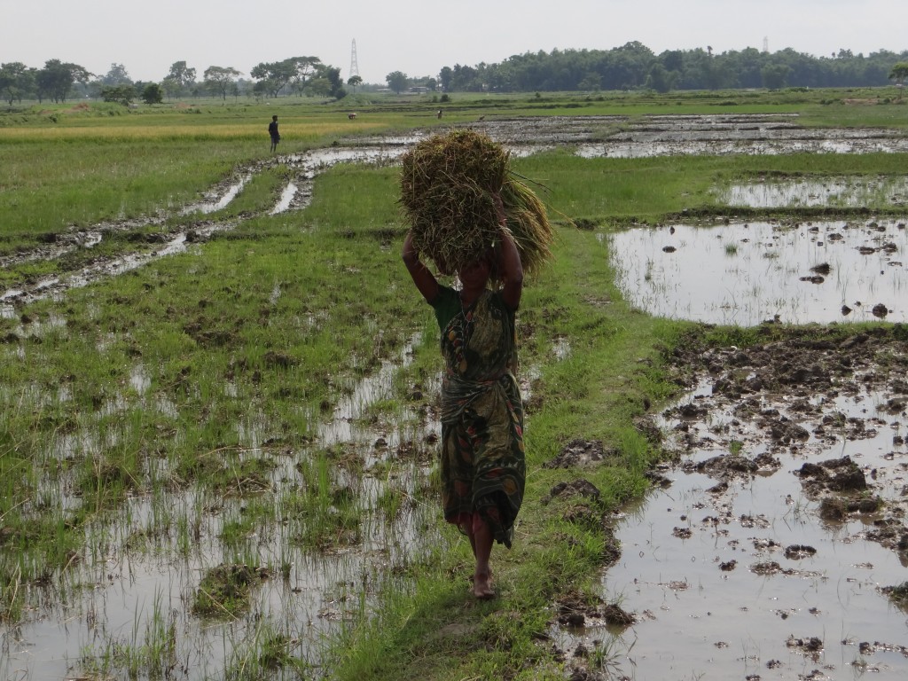 Rice harvesting time.