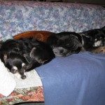 Getting along - napping on the same bench